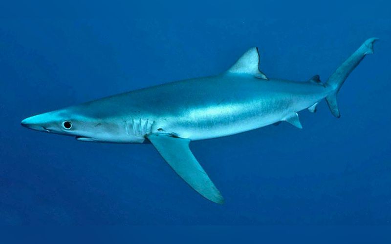 A slender blue shark with long pectoral fins and a big eye swimming side-on in deep blue water