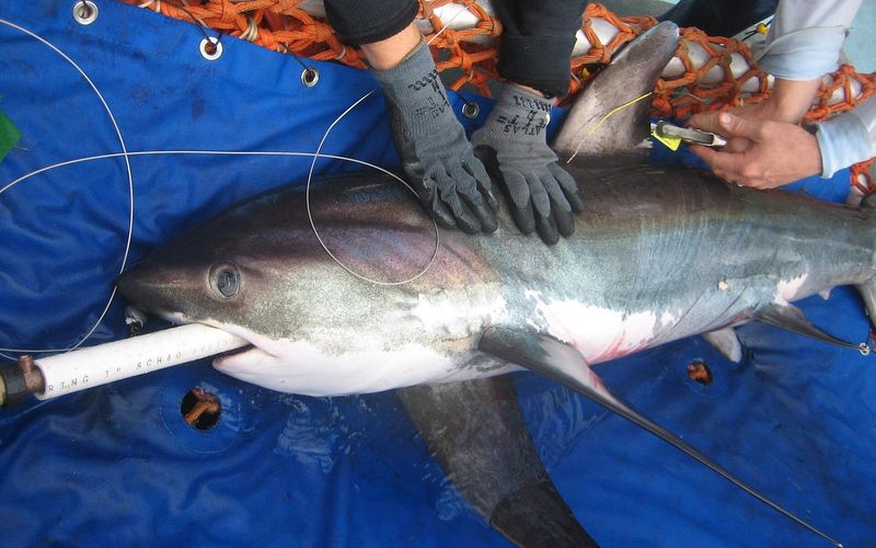 A common thresher shark lying on a blue research mat while NOAA scientists in gloves tag it; a hose in its mouth pumps seawater over its gills before it is released alive