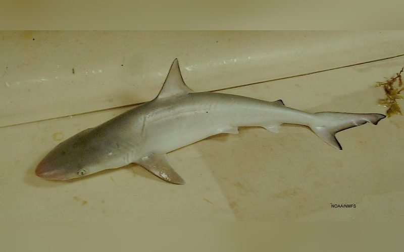 A small, slender gray Atlantic sharpnose shark lying on a light surface for a research photo, its long pointed snout to the left