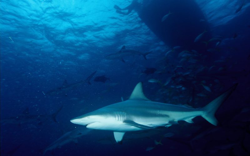 A sleek gray blacktip shark swimming side-on through deep blue water with a school of small fish and a boat hull above it