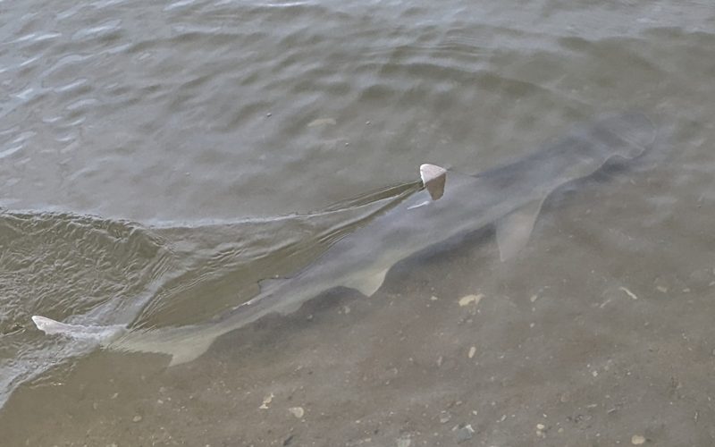 A small gray bonnethead shark swimming through ankle-deep water right at the shoreline, a small wave washing over the sandy bottom