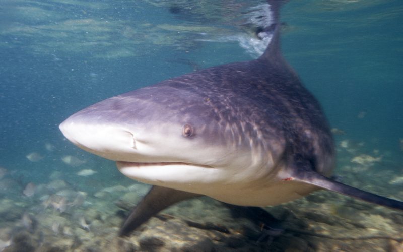 A stocky gray bull shark swimming toward the camera over a shallow sandy, rocky bottom, its blunt snout and small eye clearly visible