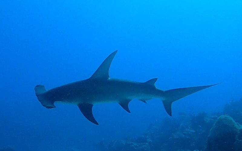 A great hammerhead swimming side-on in bright blue water above a reef, its wide hammer-shaped head and tall curved dorsal fin in silhouette