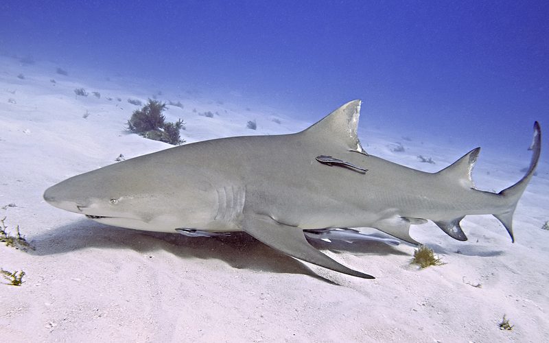 A yellowish-tan lemon shark cruising just above a white sandy bottom, with remora fish riding underneath it