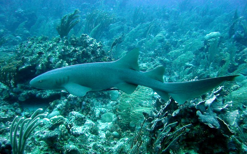 A tan nurse shark swimming low over a colorful coral reef, its long tail and rounded fins visible