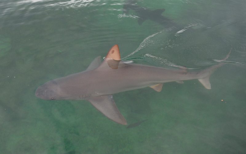 A brown-gray sandbar shark with a tall triangular dorsal fin swimming over a green sandy bottom, seen from above