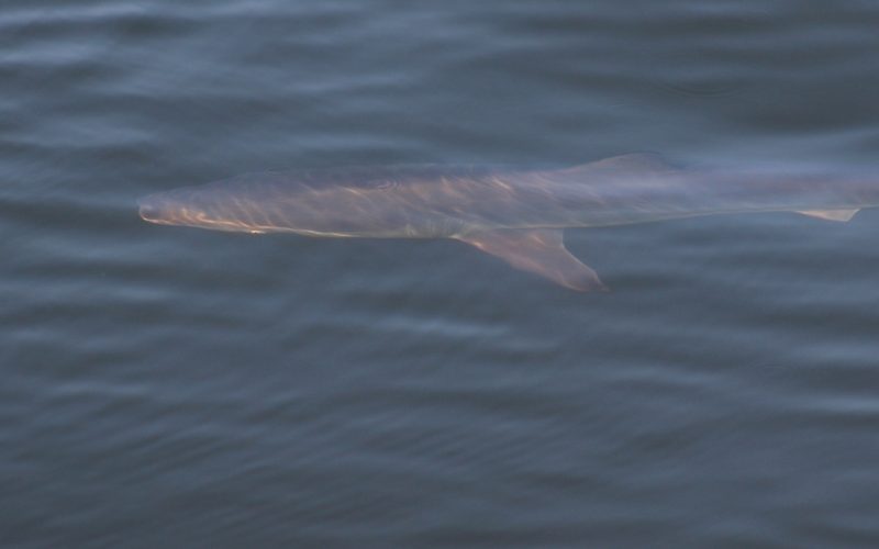 A spinner shark gliding just under the surface of calm gray-blue water, its long slender body and pointed snout visible from above