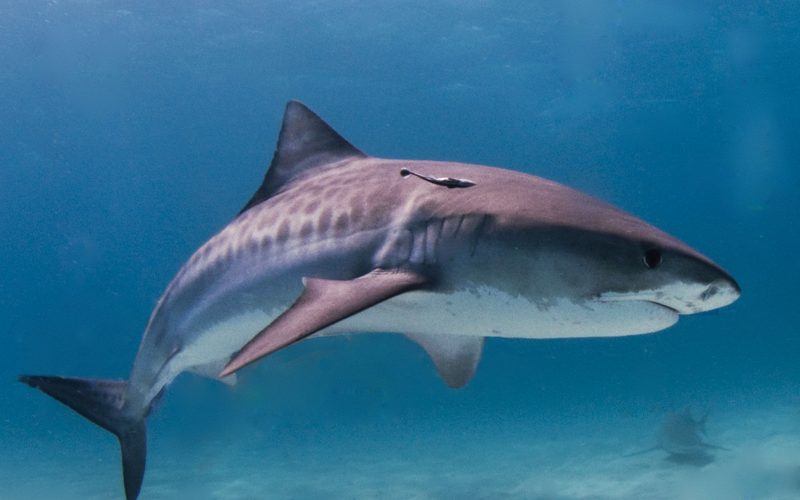 A large tiger shark with faint dark stripes swimming side-on through clear blue water above a sandy bottom