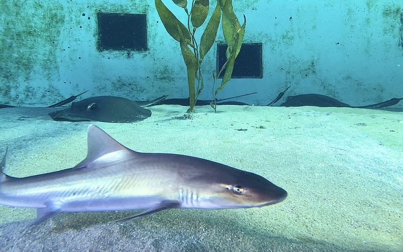 A slim grey smoothhound shark swimming just above a sandy bottom, with stingrays resting behind it