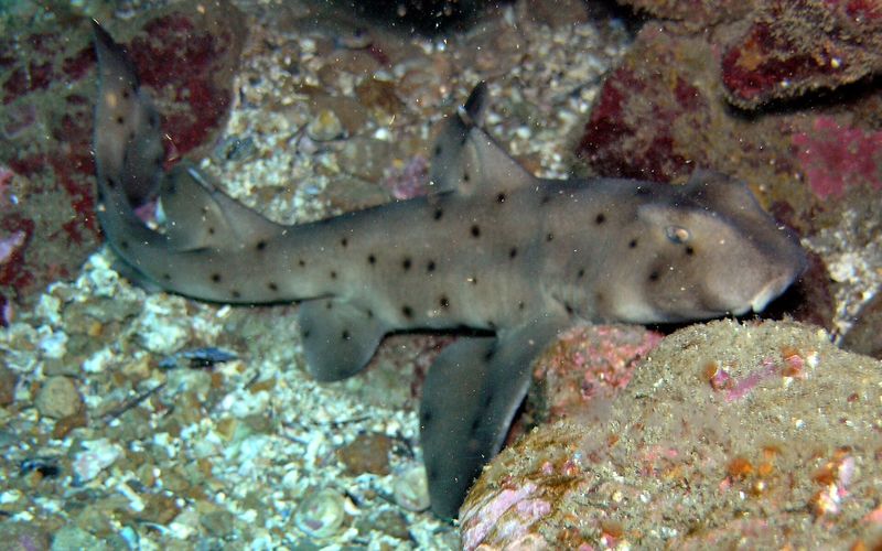 A tan horn shark covered in small dark spots resting on a pebbly, rocky reef