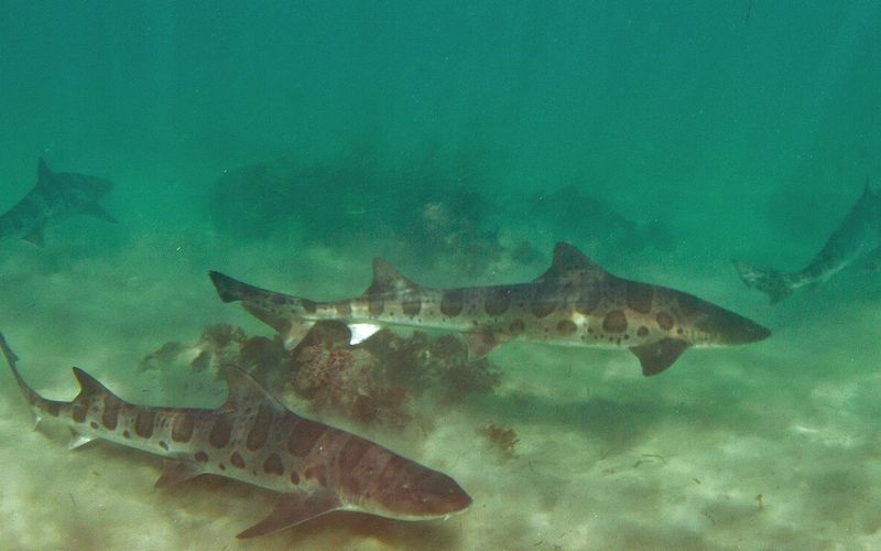 Two spotted leopard sharks swimming low over a sandy sea floor in green shallow water, with more sharks behind them