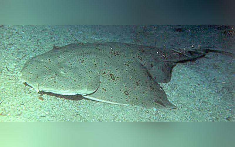 A flat, wide Pacific angel shark lying on a sandy sea floor, its body shaped like a stingray with a shark tail
