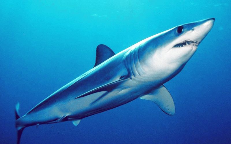 A sleek shortfin mako shark with a pointed snout and dark blue back swimming upward through open blue water