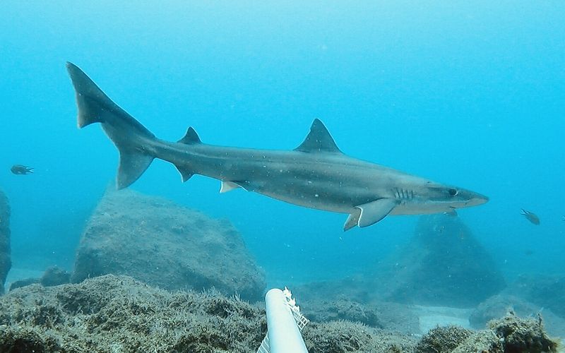 A grey soupfin (school) shark swimming over a rocky reef in clear blue water, next to a white research pole