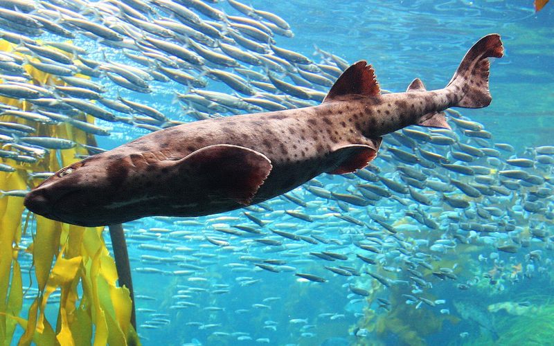 A brown swell shark with dark blotches swimming past kelp and a school of small silver fish